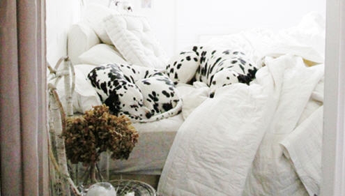 Stylish home & pets - dogs on bed. This opens a new browser window.