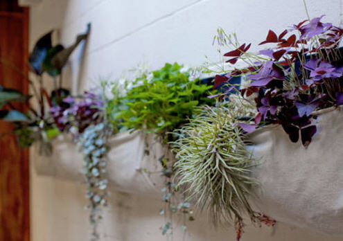 Healthy home - bringing life into your home - water air plants. This opens a new browser window.