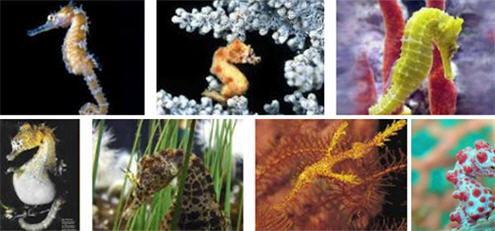 colour in nature... seahorses, colour chameleons of the sea