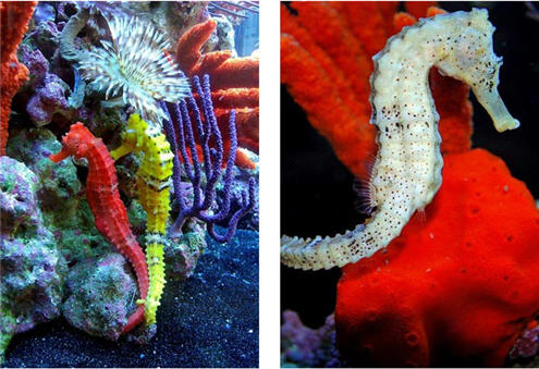 Colours in nature - Seahorses - orange, yellow and white. This opens a new browser window.