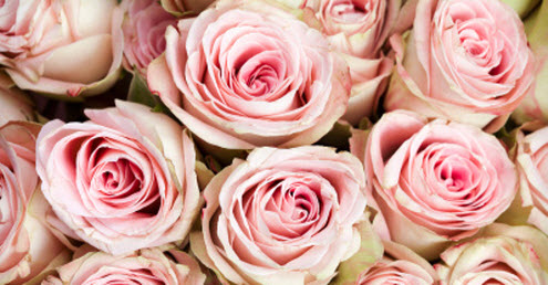 Valentine's Day what is the colour of love - pink roses. This opens a new browser window.