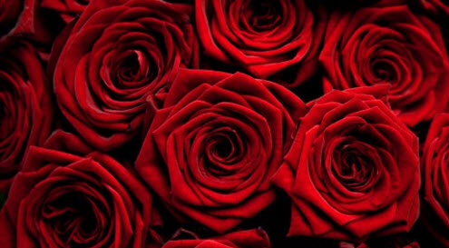 Valentine's Day what is the colour of love - red roses. This opens a new browser window.