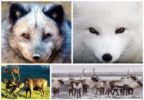 30 day blog challenge - day 4 - Arctic animals turning white. This opens a new browser window.