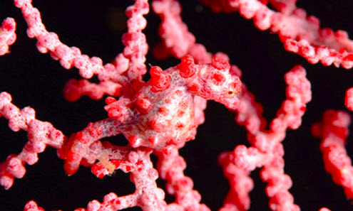 30 day blog challenge - day 4 - how animals use colour for protection - red pygmy seahorse. This opens a new browser window.