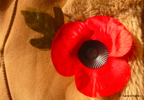 Red poppy for Remembrance Day - how to wear your poppy.