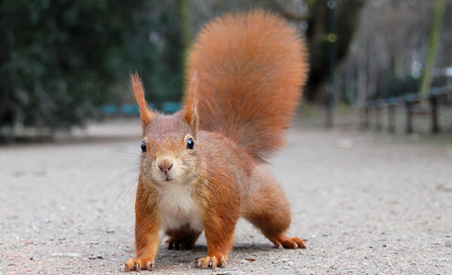 Colour in nature - when red is really orange - Red squirrel. This opens a new browser window.