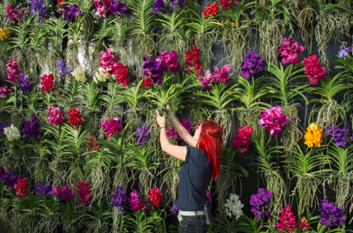 Dulux let's colour awards 2014 - Kew 2013 Orchids Festival. This opens a new browser window.