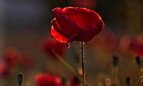 colour symbolism red poppy for remembrance day