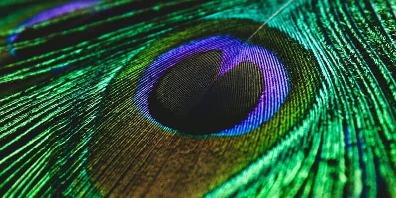 olo the colour we’ve never seen before karen haller consultancy
